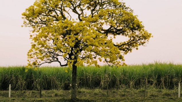 árbol más duro y resistente del mundo