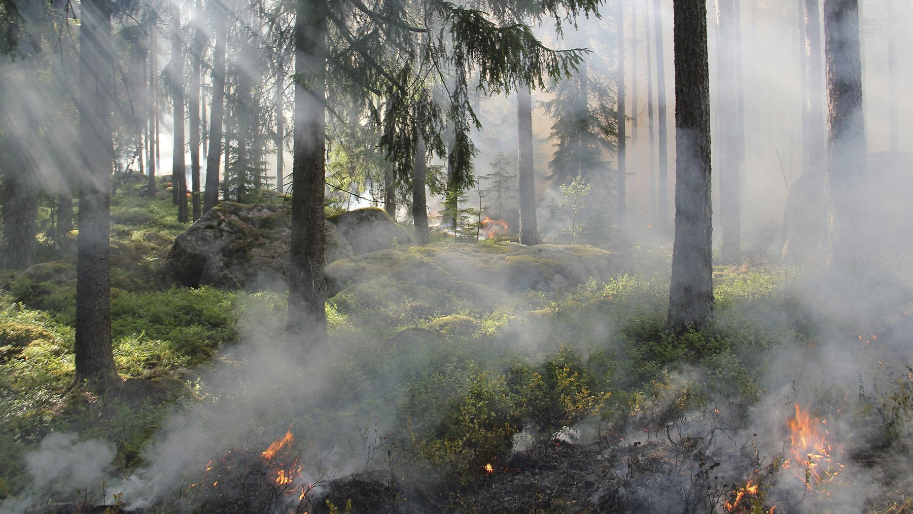 Incendio forestal. Foto: Pexels.