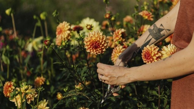 Dalias