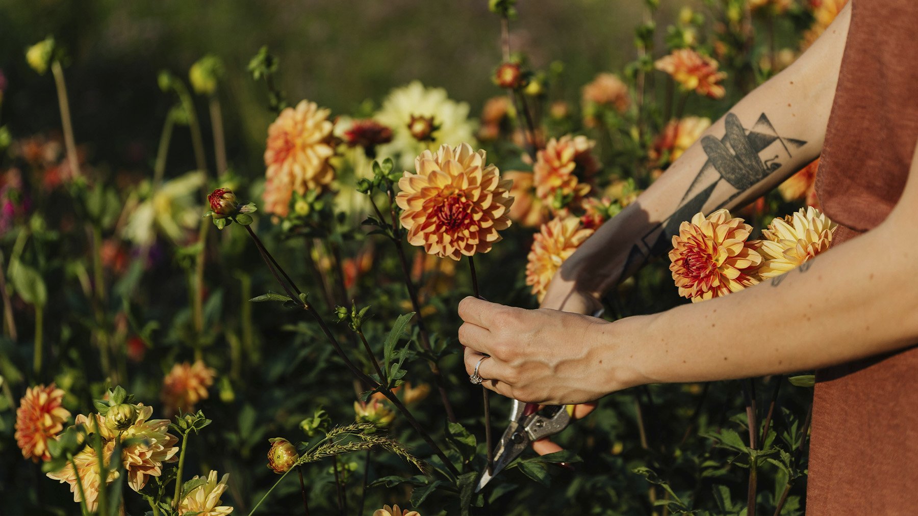 Mujer agarrando unas dalias. Foto: Pexels.
