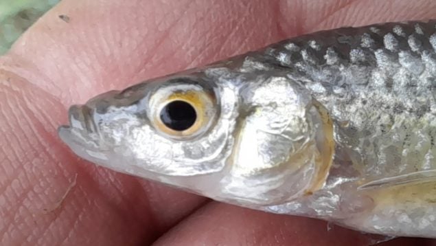 Pseudorasbora, pez, pececillo, especie invasora