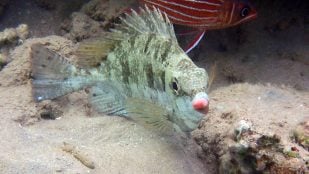 pez conejo