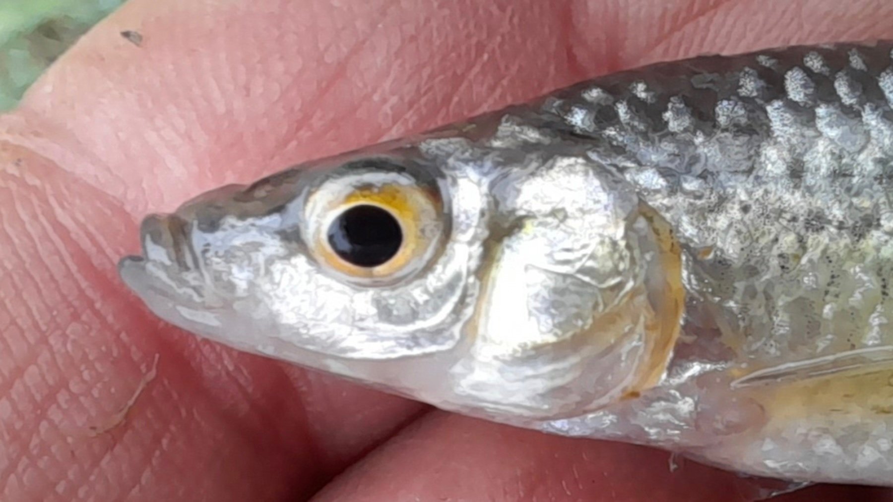 Pseudorasbora. Imagen: massimilianomarcelli7.
