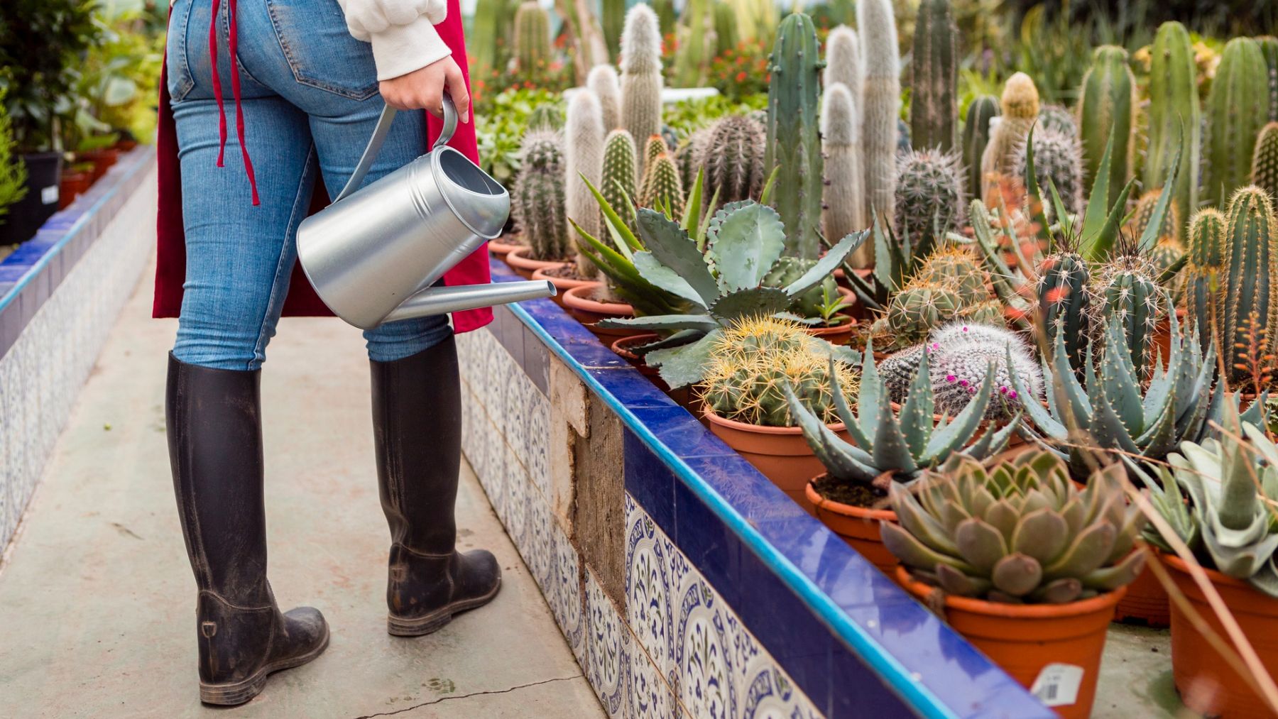 Una persona regando cactus. Foto: Freepik
