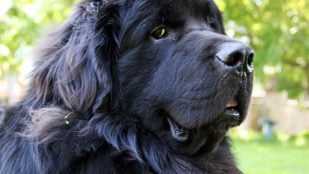 Las razas de perro