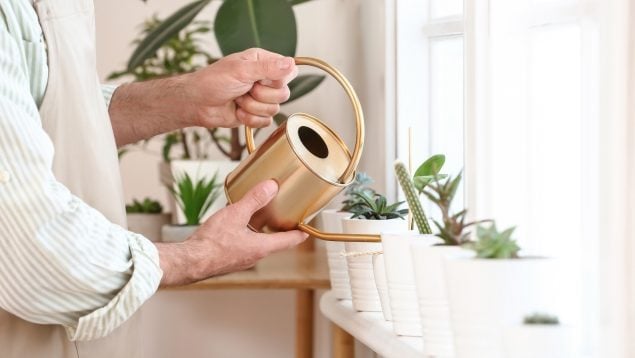 Regar las plantas
