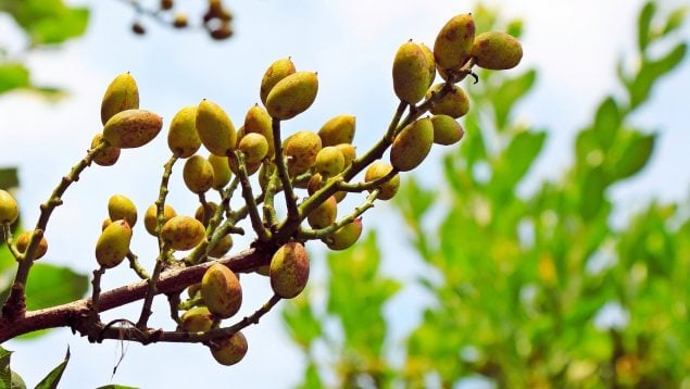 Árbol del pistacho