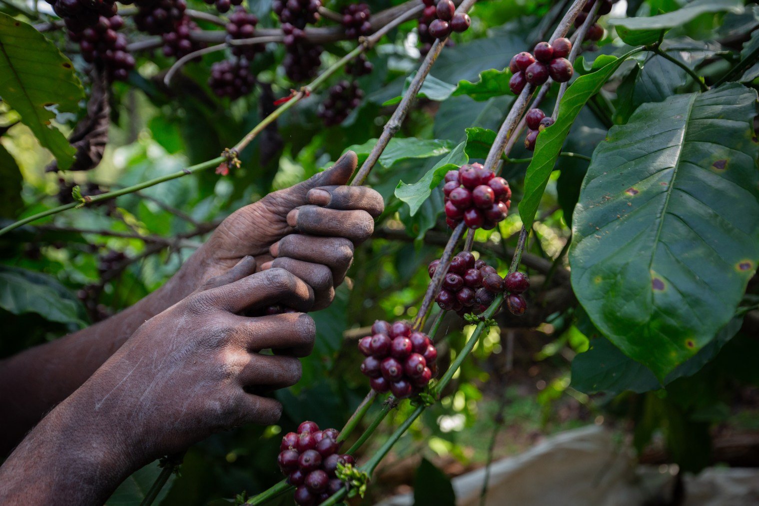 Un agricultor en India cosecha baies de café. (Getty Images)