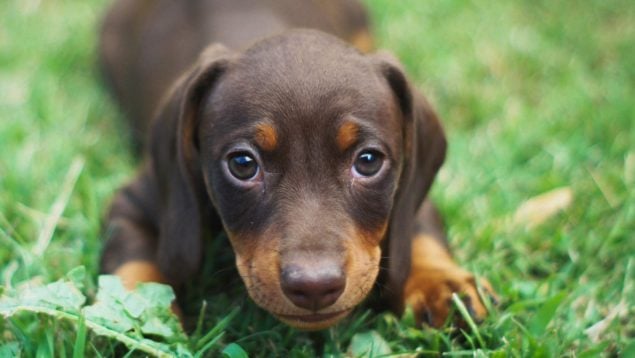 Perro