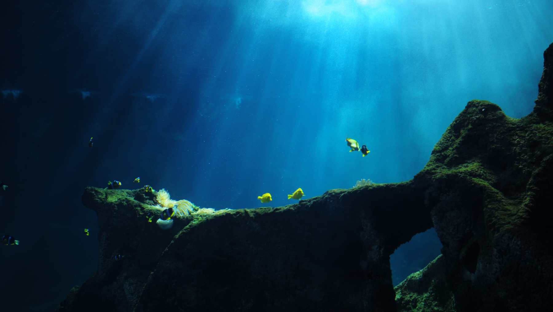 mapeo-oceánico.