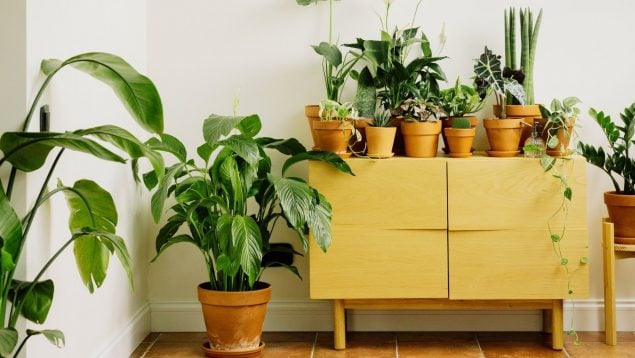 Truco para regar las plantas