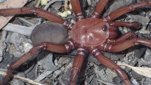 Araña, animales, insectos