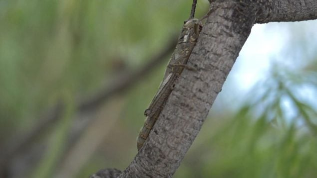 Insecto de Canarias sobrevive a las erupciones volcánicas, cómo ha sobrevivido este insecto endémico de La Palma al volcán, científicos descubren un insecto que sobrevivió a las erupciones volcánicas de Canarias.
