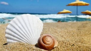Concha, playa, curiosidades