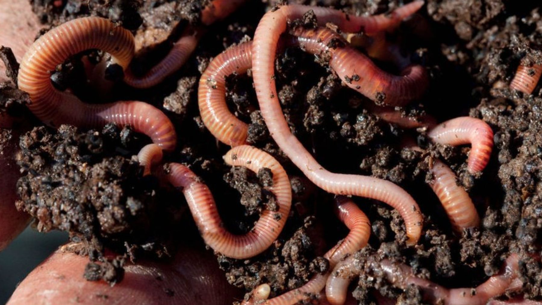 Lombrices de tierra. Foto: Getty Images