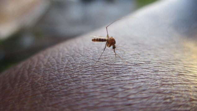 Evitar las picaduras de mosquitos
