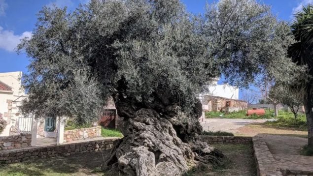 El olivo más antiguo del mundo, la ciencia confirma la edad del olivo más antiguo del mundo, olivo más antiguo del mundo en Creta, olivo de 4.000 años, olivo más antiguo del mundo pone aceitunas, olivos milenarios en Grecia, descubrimiento científico vegetación, olivo de Vouves.