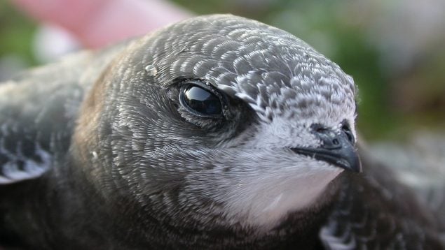 Apus apus, pájaro, aves