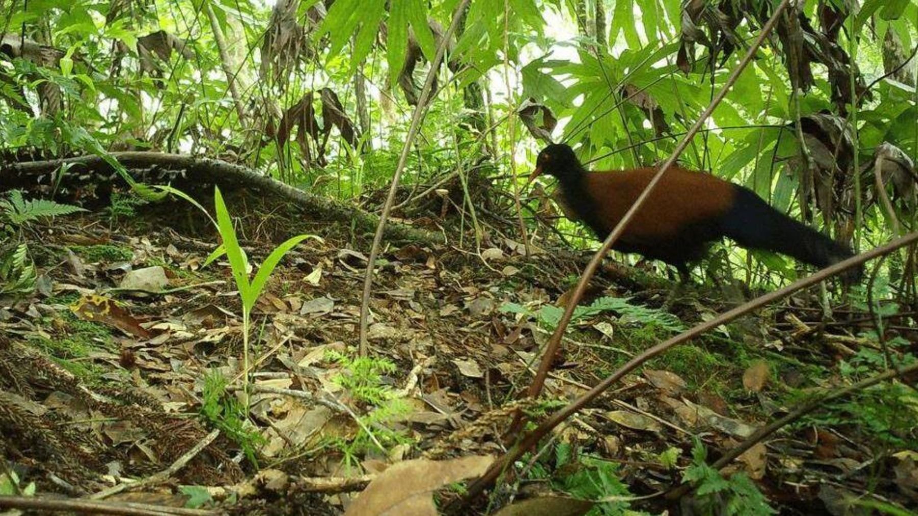 Paloma faisán de nuca negra. Foto: Doka Nason / American Bird Conservancy