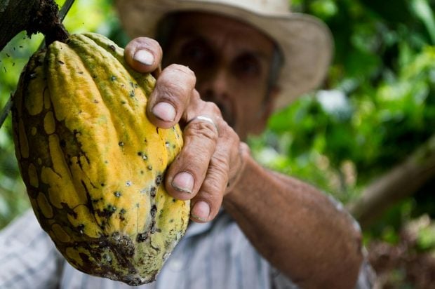 Fruta de cacao
