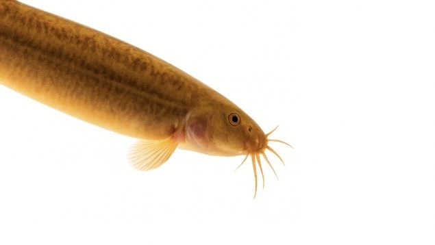 Pez, peces, animales