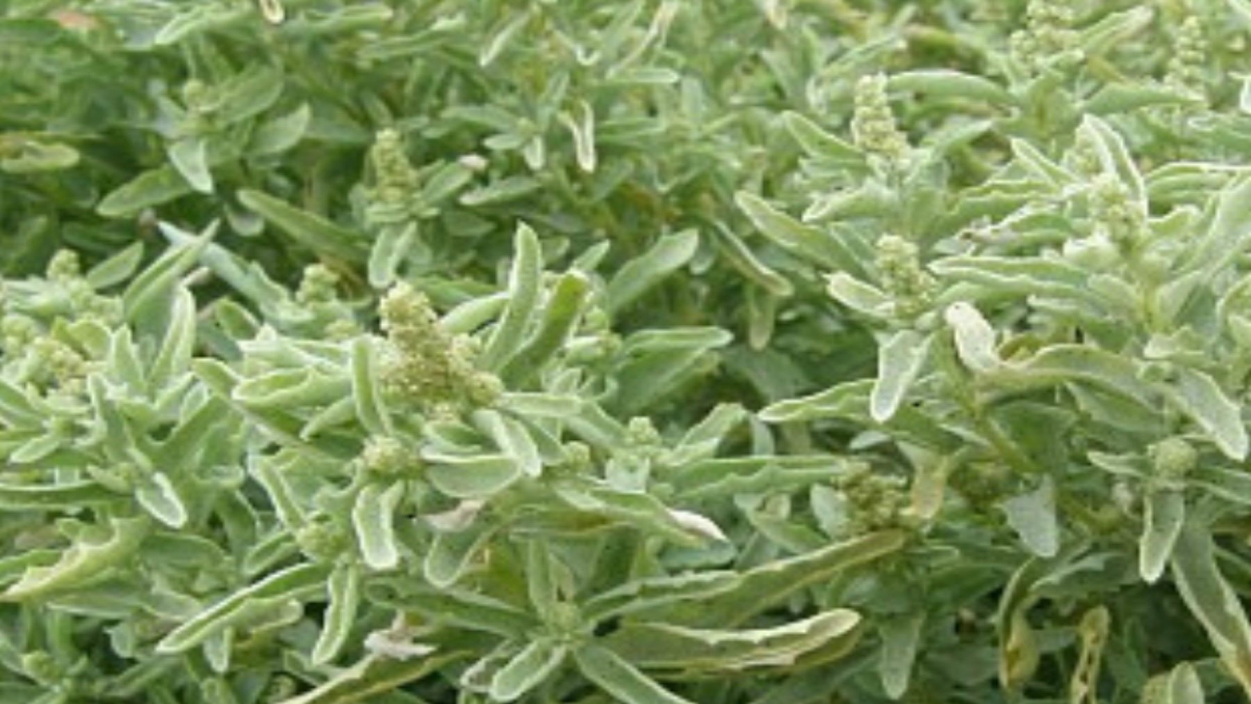 Atriplex semilunaris. Imagen: Redexos/ Manuel Luis Gil.