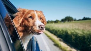 Invento de Lidl para evitar los pelos de perro en el coche