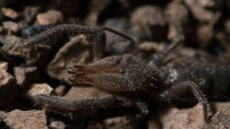 Solífugo o araña camello. Imagen: Eva de Mas.
