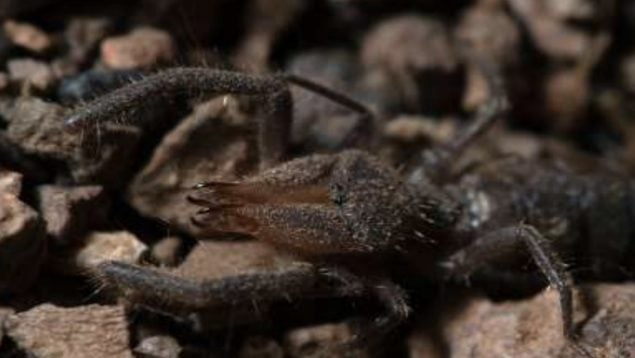 Araña, insecto, animales