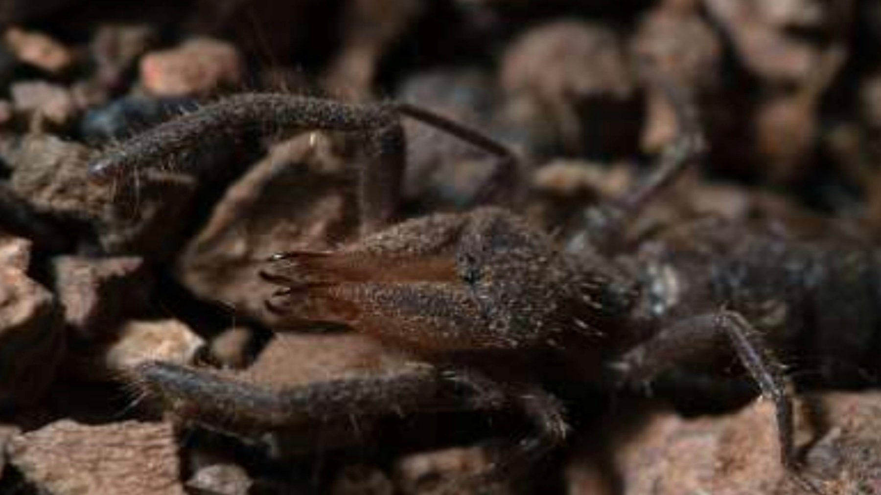 Solífugo o araña camello. Imagen: Eva de Mas.