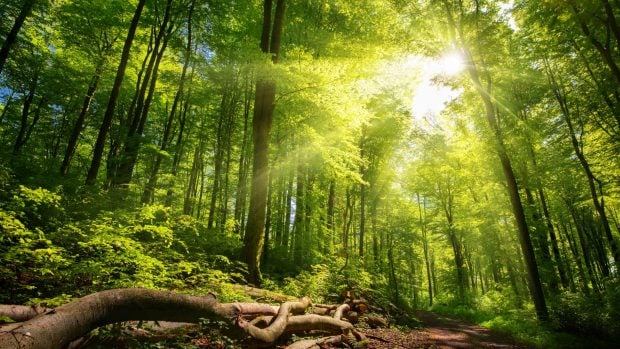 bosques L´Oréal