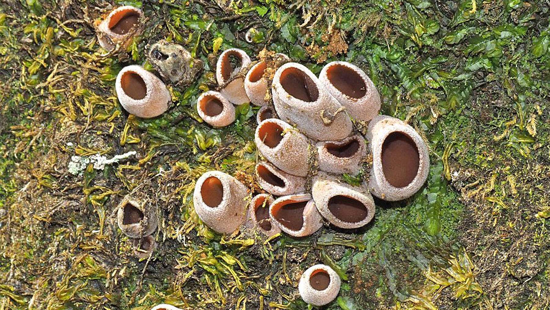 El hongo re-descubierto por el Dr. Götz Palfner. Foto: Universidad de Concepción.