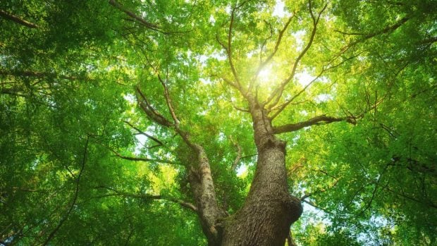 regenerar bosques L´Oréal