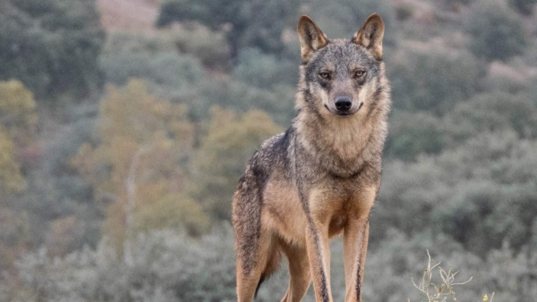 Lobo ibérico (Foto: WWF).