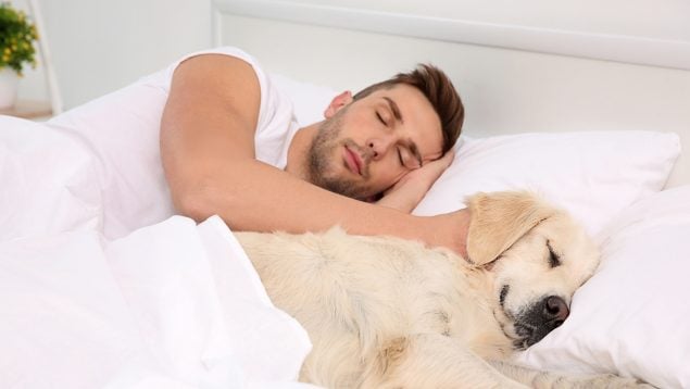 El perro duerme en tu almohada