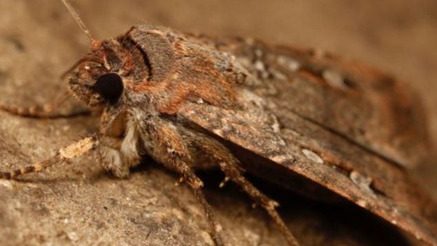 Invertebrado, animal, descubrimiento