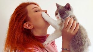 Gato