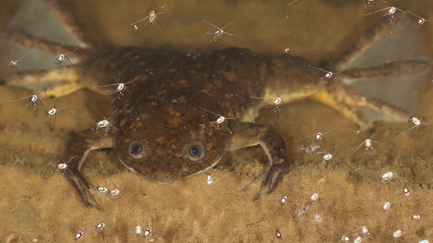 Rana africana. Foto: Fishipedia.