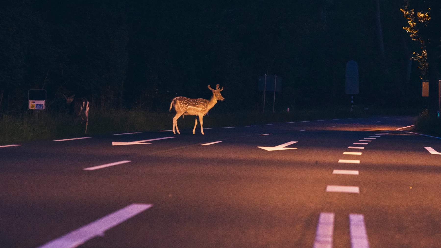 La sobreabundancia de ungulados provoca 1 de cada 3 accidentes en España.