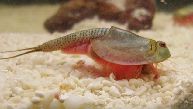 Triops longicaudatus, animal, especie invasora