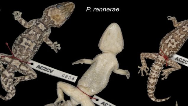 Gecko, animales, especies, descubrimientos