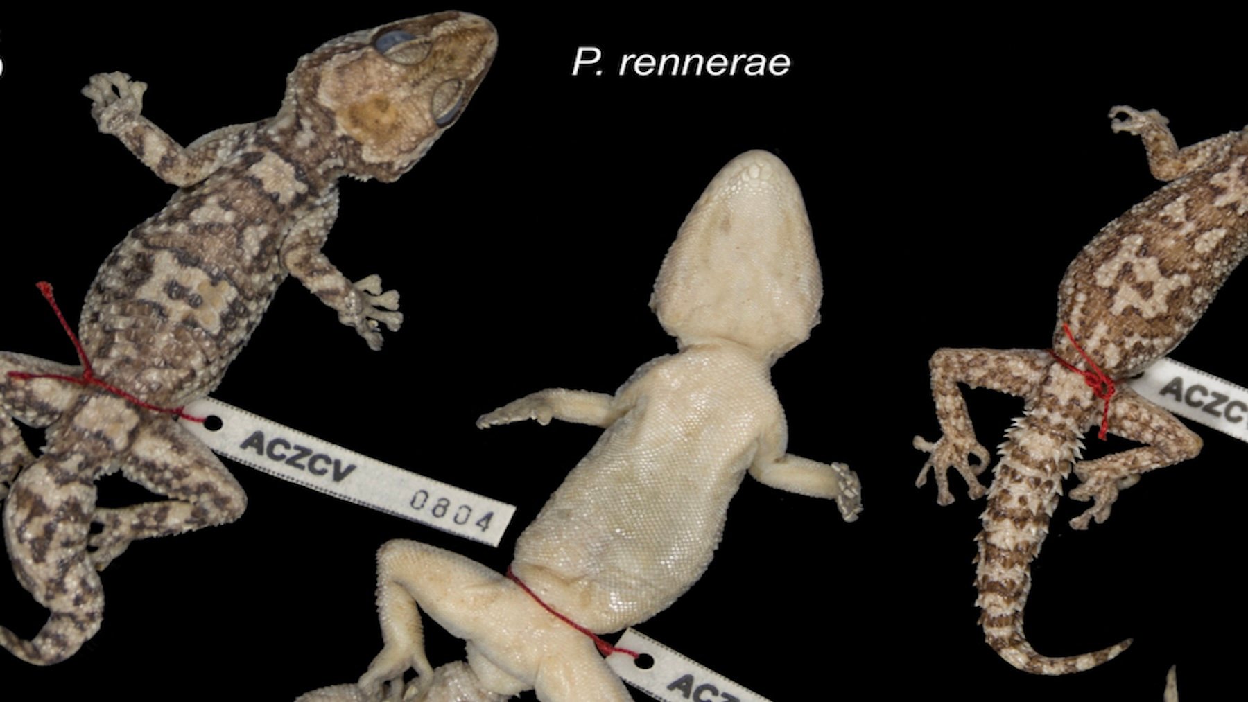 Gecko. Imagen: Costanza Piccoli.
