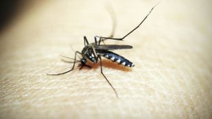 Evitar que piquen los mosquitos