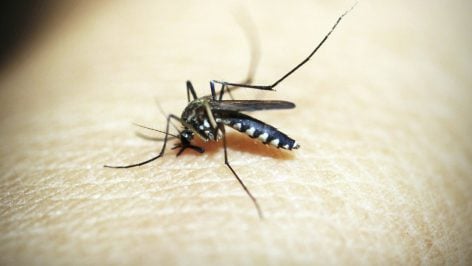 Mosquito a punto de picar. Foto: Pexels.