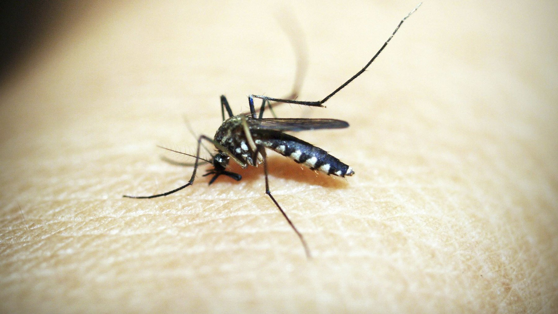 Mosquito a punto de picar. Foto: Pexels.