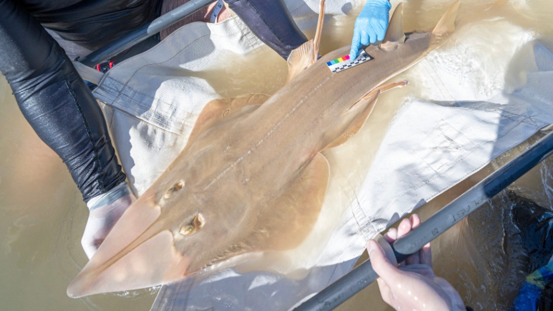 Pez guitarra gigante. Imagen: Oceanografic Valencia.