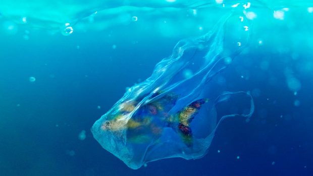 Los plásticos son señalados por los daños que provocan a las especies marinas. 
