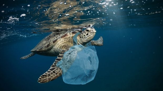 Los plásticos son señalados por los daños que provocan a las especies marinas. 