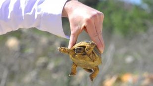 Animal que más se abandona en Cataluña, mascotas abandonadas en Cataluña, tortugas en Cataluña, abandono de más de 3.000 tortugas al año, tener tortuga como mascota.
