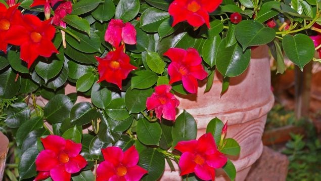 Mejor planta para tener en casa verano, mejores plantas veraniegas, planta de verano, curiosidades de plantas, mejores plantas de jardín, planta de jardín, mejores plantas para tener en España, mejores árboles de jardín en España.